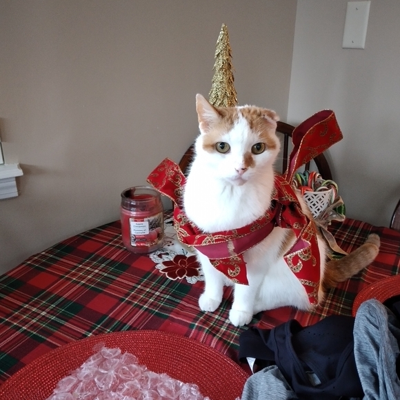 Meet your Posher, Sasha - Picture 4 of 4